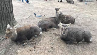 奈良の鹿さんたち