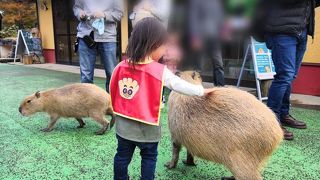 触れ合いしまくり