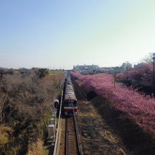 電車とさくら