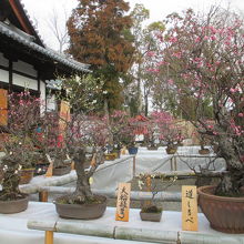 盆梅展・屋外