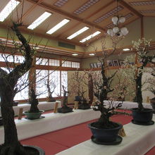 盆梅展・屋内