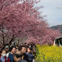河津桜と菜の花