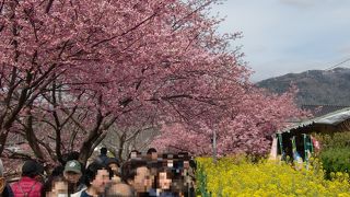 平日でも賑わう