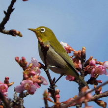 河津桜とメジロ