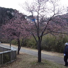 大膳池の河津桜