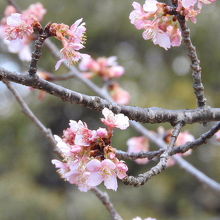 大膳池の河津桜