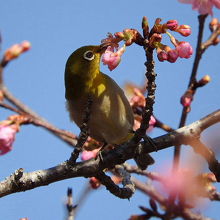 大膳池の河津桜とメジロ