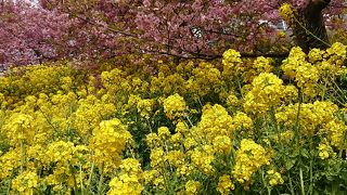 ピンクに染まる春の山