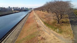 ソメイヨシノの並木