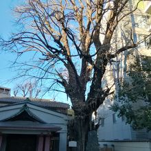 境内にある御神木