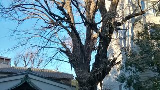 住宅街にある落ち着いた雰囲気のお寺でした