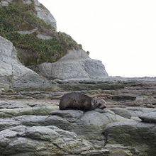 カイコウラ半島ウォーク ウェイ