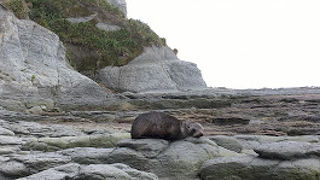 カイコウラ半島ウォーク ウェイ