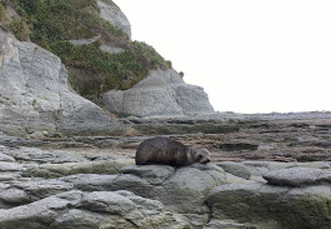 カイコウラ半島ウォーク ウェイ