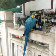 鳴き声に癒されます