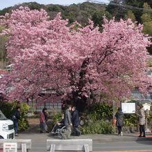 河津桜原木