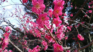 東京のプチ偕楽園