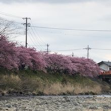河津桜