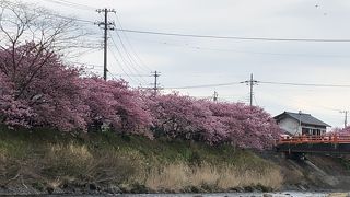 河津桜桜まつりに行ってきました。
