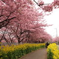 河津桜と菜の花の競演は伊豆以上