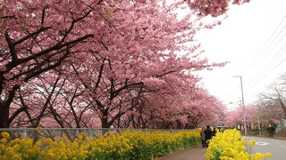 河津桜と菜の花の競演は伊豆以上