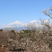 梅の花と富士山のコラボを期待して訪問しました