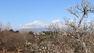 梅の花と富士山のコラボを期待して訪問しました