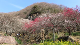梅の開花7分咲の日曜日、入場待ちの車の列はむごい状況でした