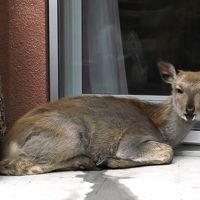 宿のマスコット？　でも野生小鹿