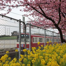 桜と菜の花そして京急そろい踏み