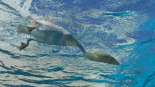 天空で餌を追うペンギンにびっくり