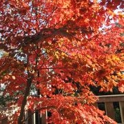 紅葉の時期