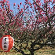 自然な素朴な梅祭り