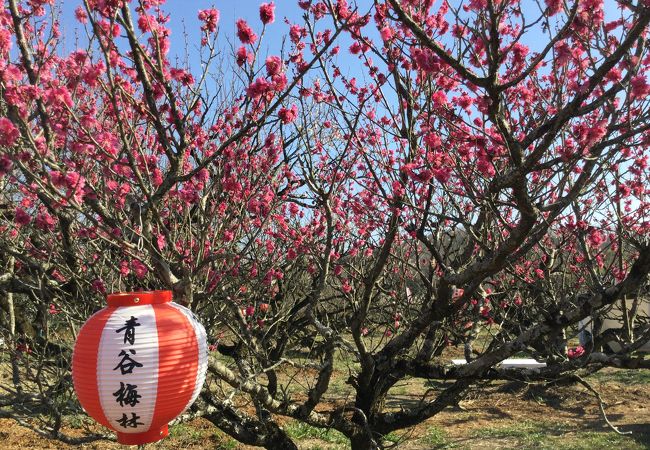 自然な素朴な梅祭り