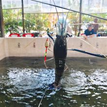 エビは割と簡単に釣れました。