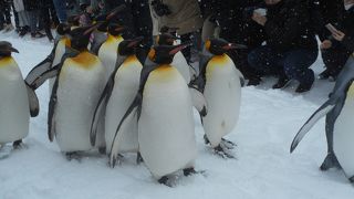 ペンギンのお散歩が可愛い！
