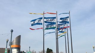 アザラシの大群