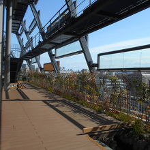 しか、枯れてしまった樹」もチラホラあり可哀そう