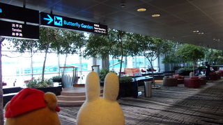 蝶々の生の姿が直接見られます(^_-)-☆