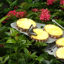 こんな感じで見られます。