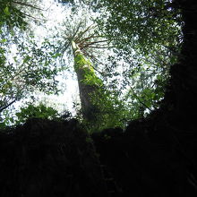 ハート形から見える樹々が素晴らしく綺麗です。