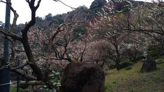 曇り空でも、梅の香りがかぐわしい