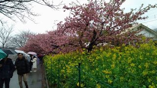 雨の河津桜見物