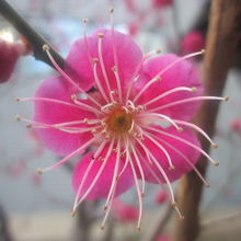 境内に咲いていた梅の花の一例