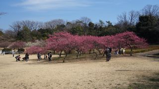 大高緑地の梅林お梅が見ごろになりました。