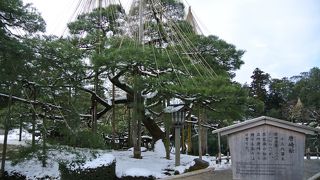 滋賀県の唐崎の松の子孫