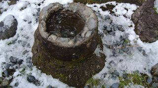 竹ではないけど、植物の化石。