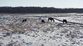 野生の馬が居ました