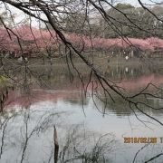 河津桜が綺麗です。