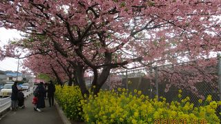 河津桜と菜の花のコラボレーション